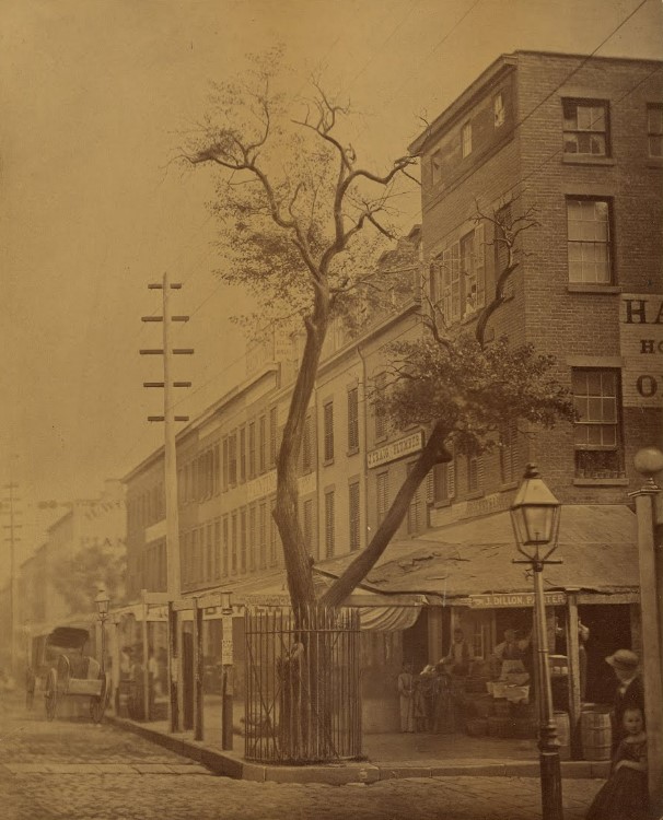 The Stuyvesant Pear Tree, 8-22-1863, by Jeremiah Gurney from The Getty.